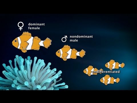 Clown Fish